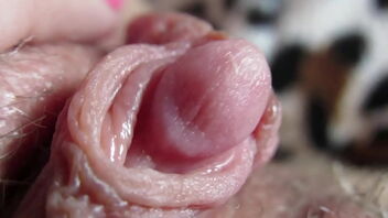 Close up of a big and shaved pussy with a huge clitoris that is erect.